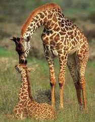 giraffes