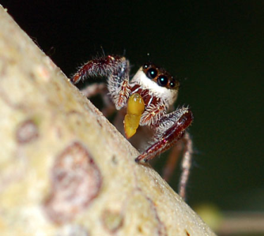 vegetarian_spider.bmp