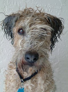 Soggy Dog