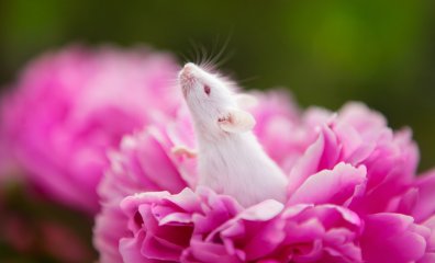 Victory! The European Parliament Votes YES to a Future Without Animal Experiments