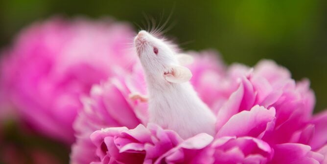 White rat emerges from pink peony, to help show why the term 'lab rat' should be deleted from our vocabulary