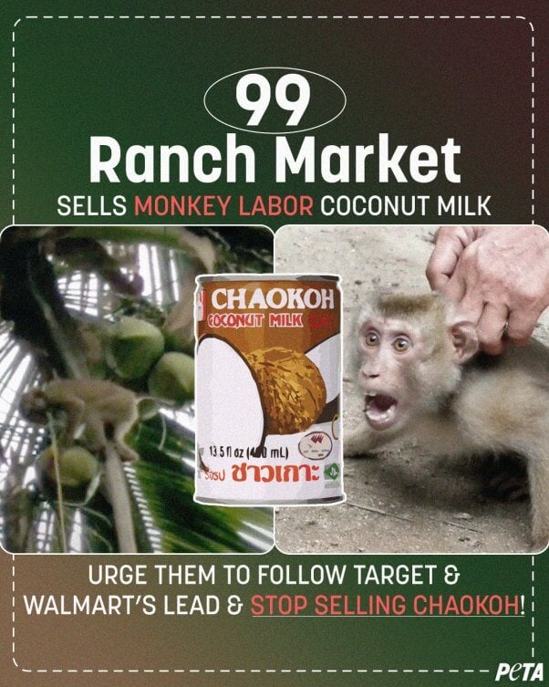 Using monkeys as chained-up, coconut-picking machines is abuse. Help us tell 99 Ranch Market to stop selling coconut milk products made with forced monkey labor.
