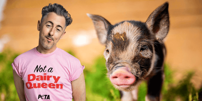 Alan Cumming wants CO26 to o vegan