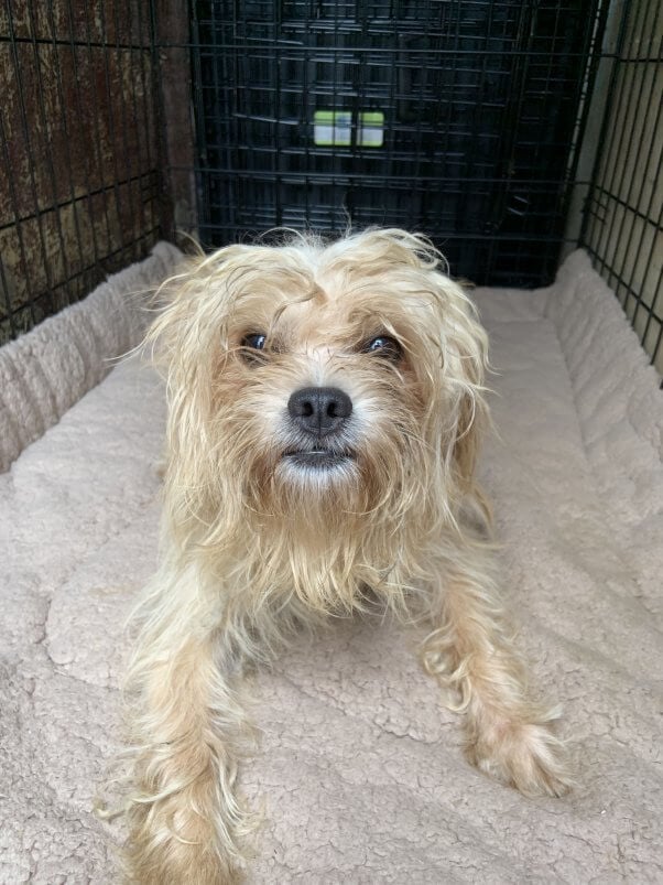 Bon Jovi with matted hair in crate before being rescued