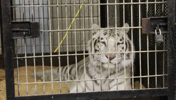 Tigers Kept in Maggot-Infested, Rancid Barn—Take Action Now!