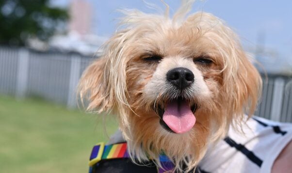 Terrier mix Bon Jovi after being rescued by PETA