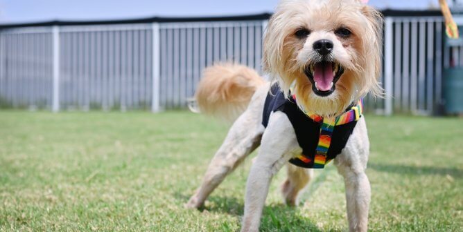 Bon Jovi out for a walk on his harness