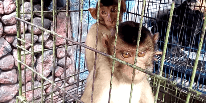 Killer Conditions: New PETA Asia Live-Animal Market Video Draws Global Attention