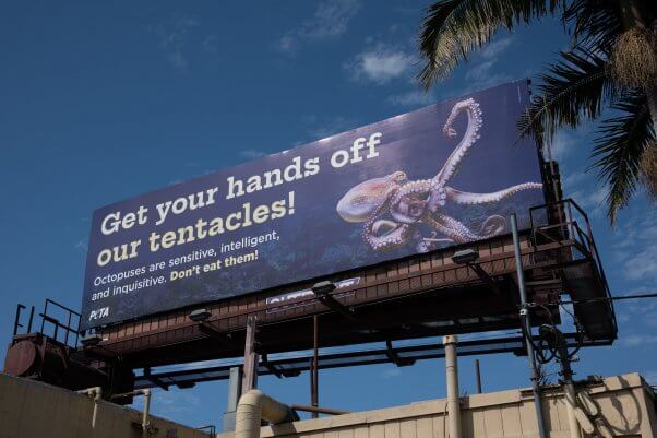 PETA Octopus billboard
