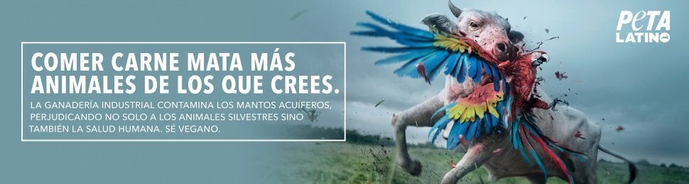 Comer Carne Mata Más Animales De Los Que Crees