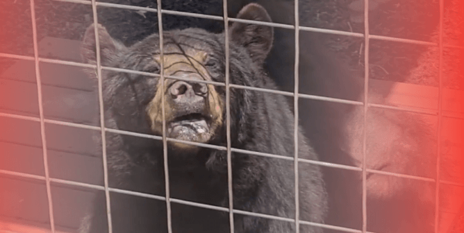Feds Come for Tourist Trap After PETA Sounds the Alarm on Black Bear’s Suffering