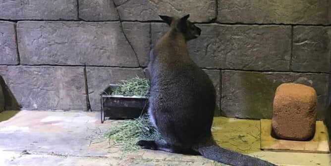 a wallaby at Seaquest littleton aquarium