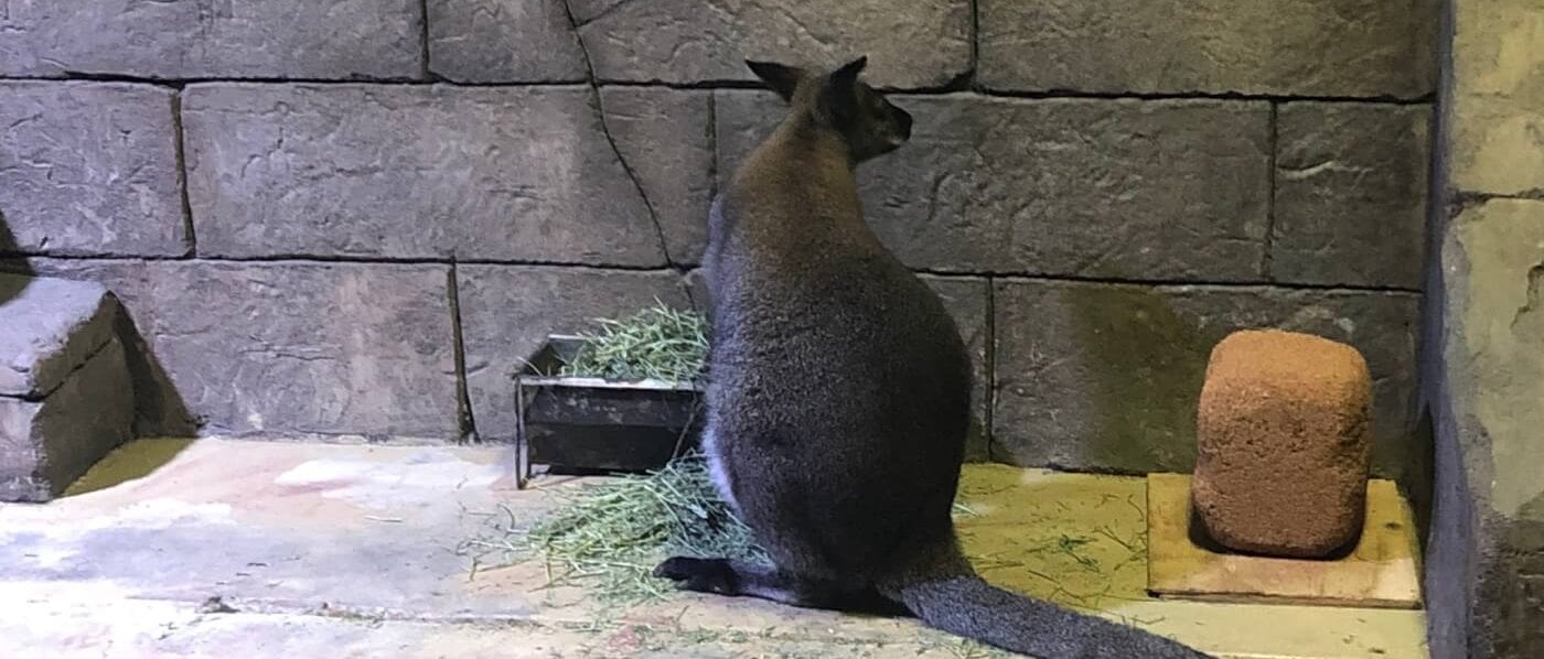 a wallaby at Seaquest littleton aquarium