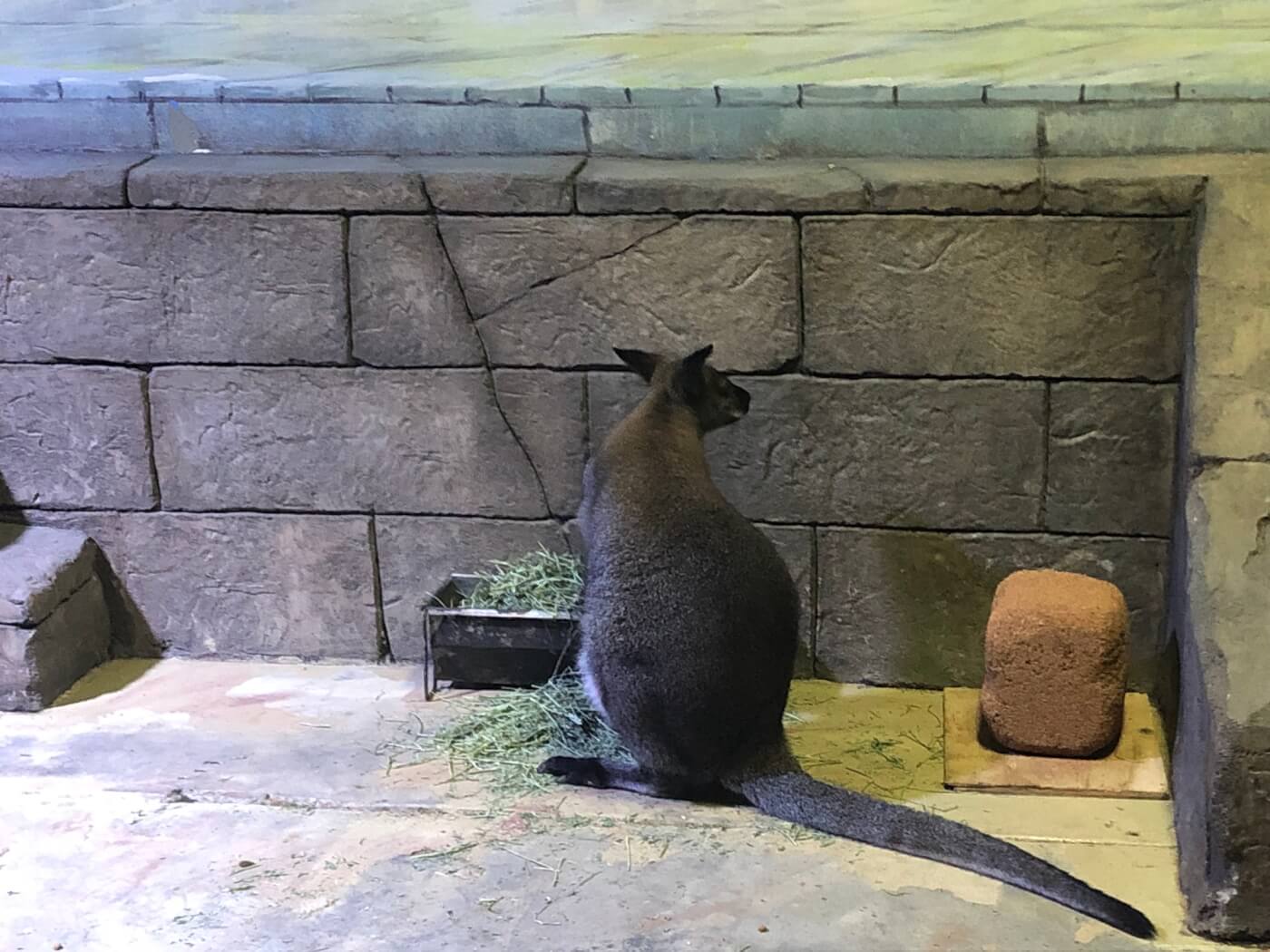 a wallaby at Seaquest littleton aquarium