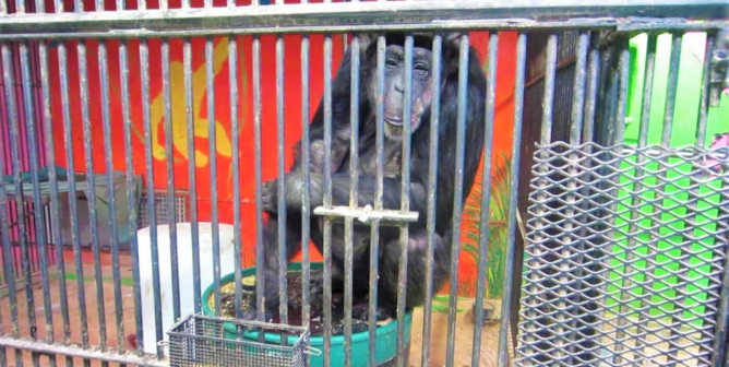 Tammy at Missouri Primate Foundation