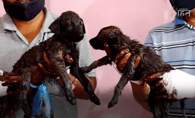 VIDEO: Two Puppies’ Sticky Situation Calls For Help From the Best—Animal Rahat!