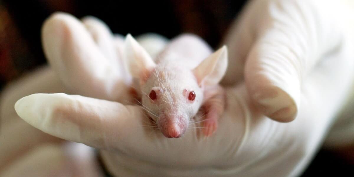 NIH laboratories animal suffering report