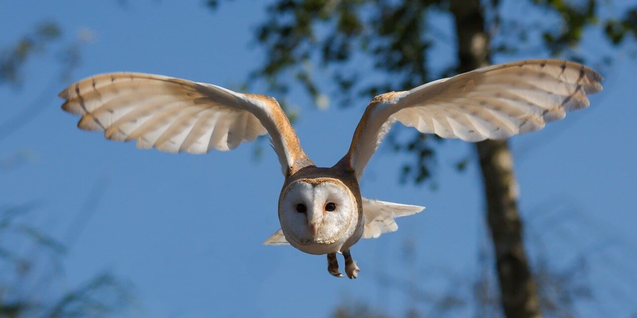 barn owl in flight