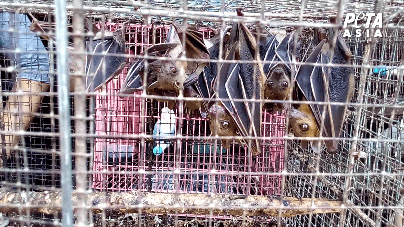 Bats in a cage at wet market