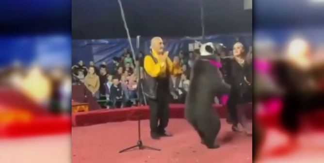 bear mauls circus handler during performance