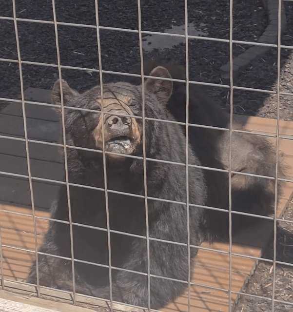 bear at Pocono Snake & Animal Farm