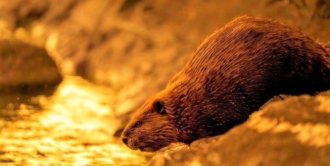 Urge Calgary to Nix Beaver Massacre!