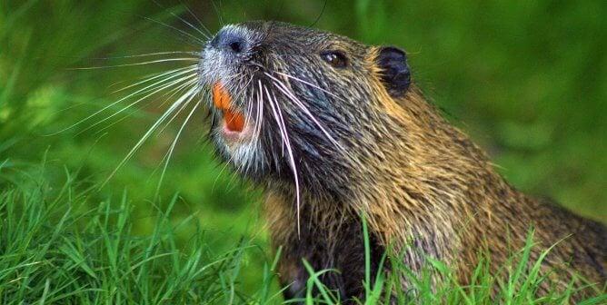 Beaver in grass