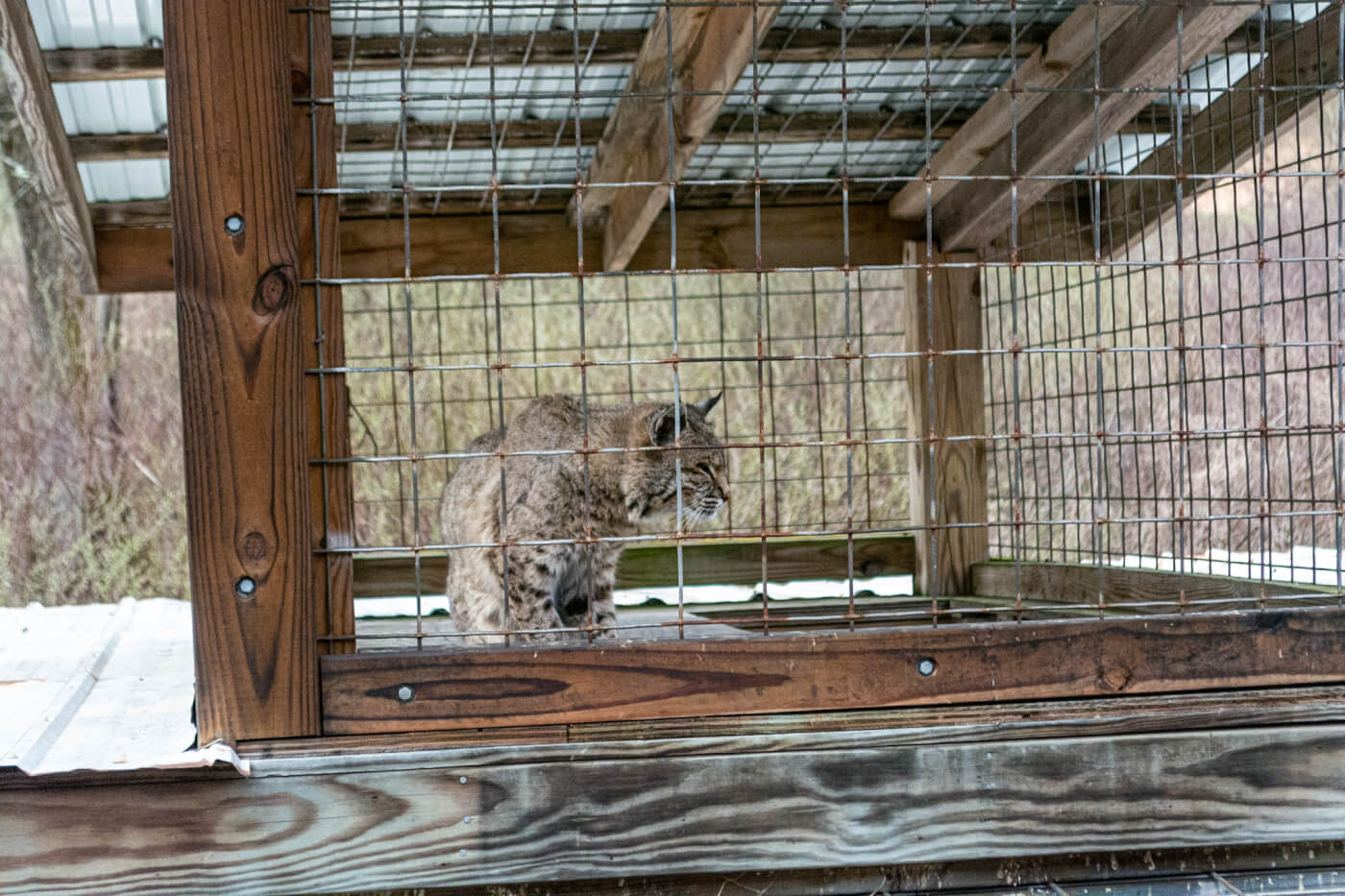 photo of a bobcat in a wooden enclosure with wire fencing 