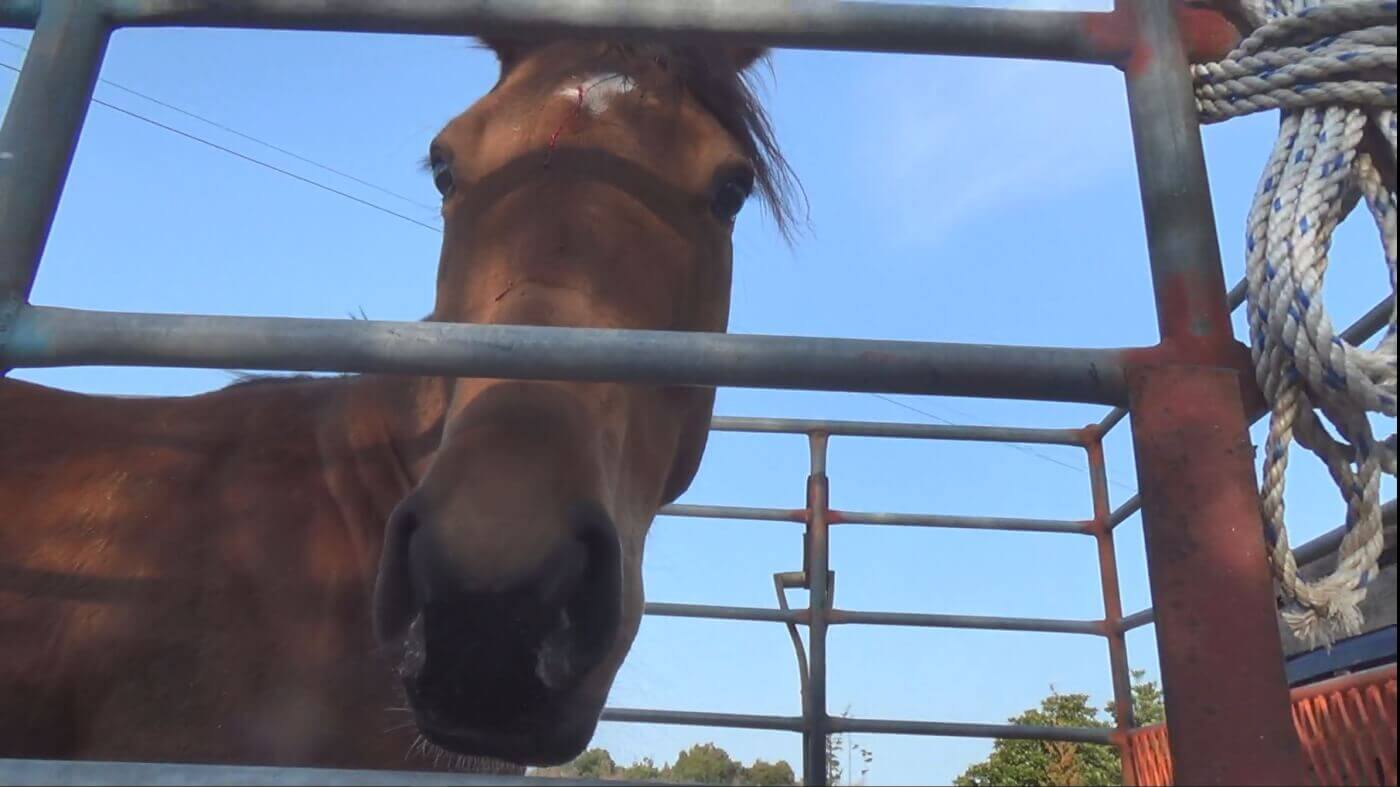 former racehorse at a korean slaughterhouse