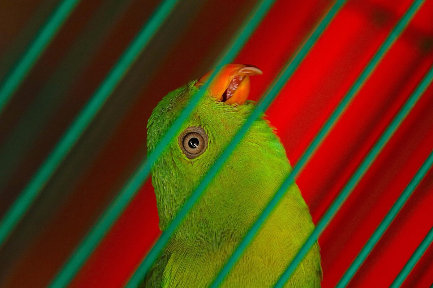 Scared green parrot in cage with red background