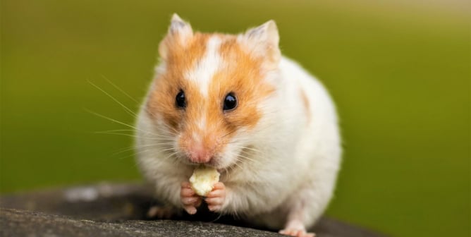 Lian Hwa Taiwan hamster victory image