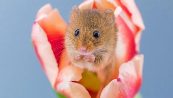 Urge Ochsner Baptist Hospital in New Orleans to Ditch Glue Traps!