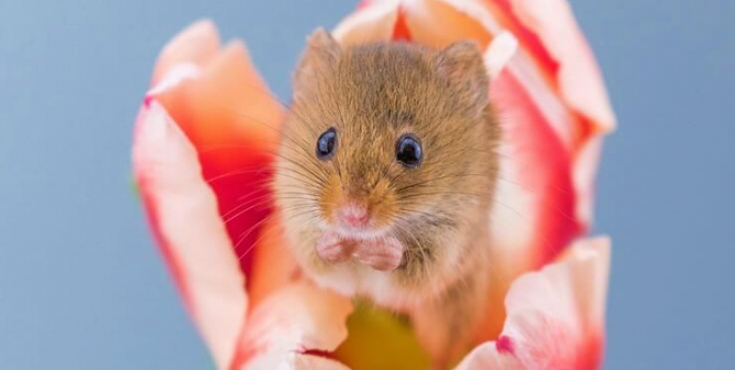 Urge Ochsner Baptist Hospital in New Orleans to Ditch Glue Traps!