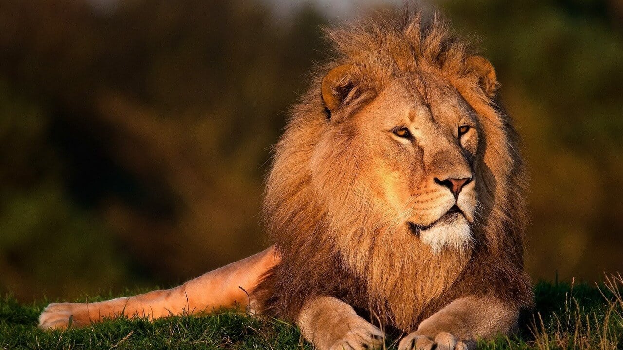 Leo season Lion Day Blog