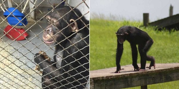 Lisa Marie, a chimpanzee who was born at the Missouri Primate Foundation