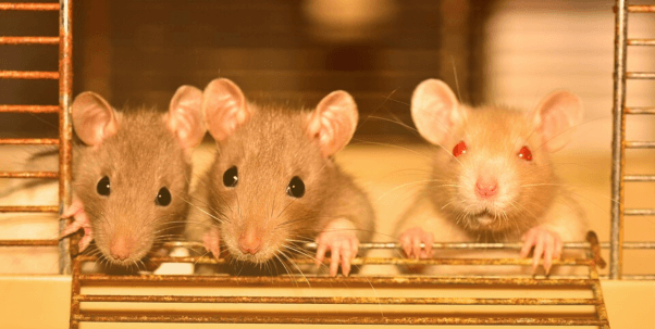 Three rats in cage