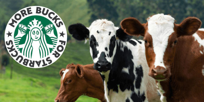 Three cows with stabucks spoof logo