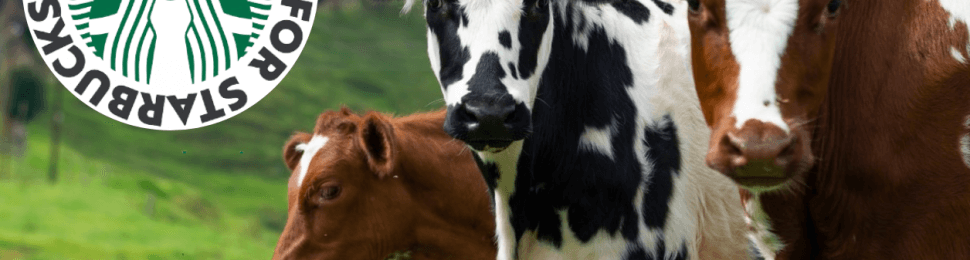 Three cows with stabucks spoof logo