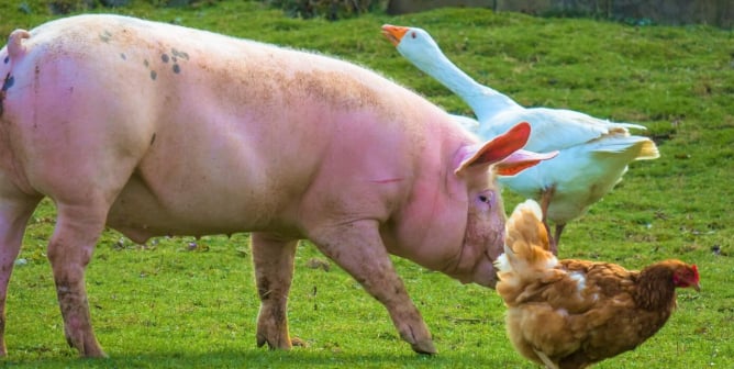 Pig, goose, and hen in field