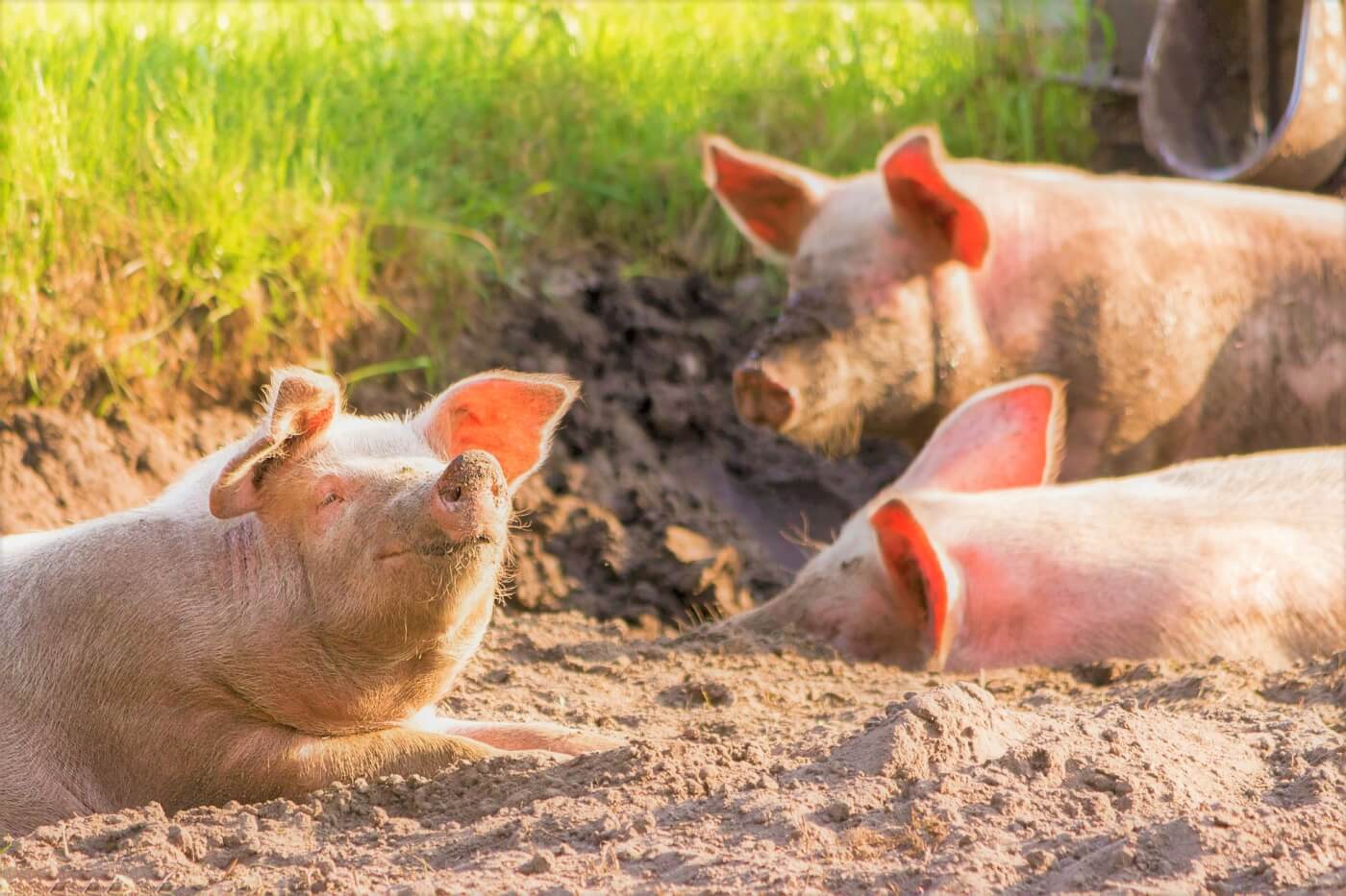 Happy pigs playing in mud