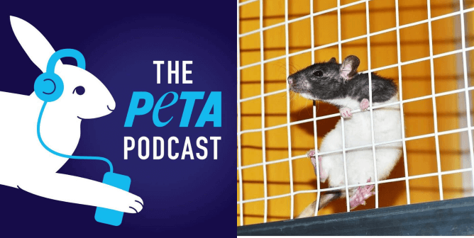 Mouse in cage with PETA podcast logo