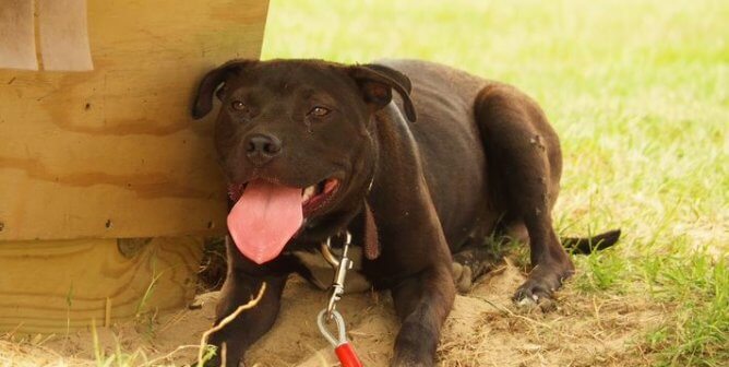 Dark brown dog pants in the sun