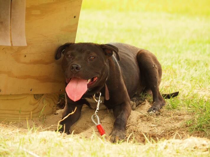 What To Do If You See A Dog Tied Up