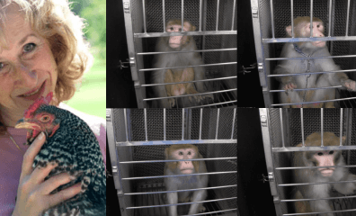 Bestselling Author and Animal Expert to NIH: ‘I Am Shocked’