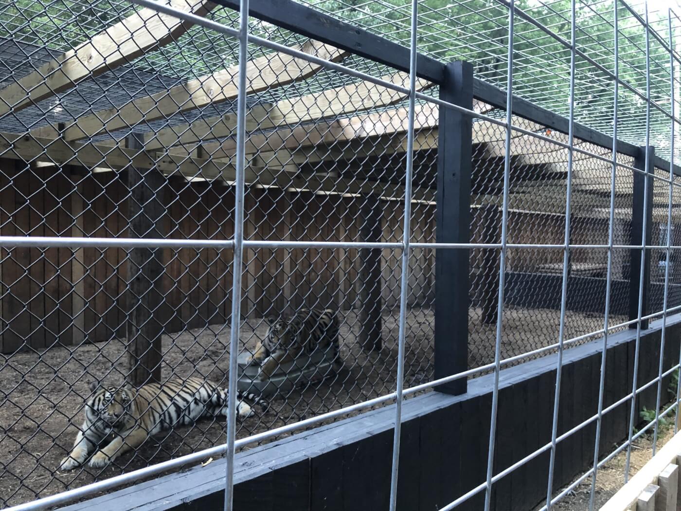 tigers Lily and Tony in enclosure at walnut prairie wildside