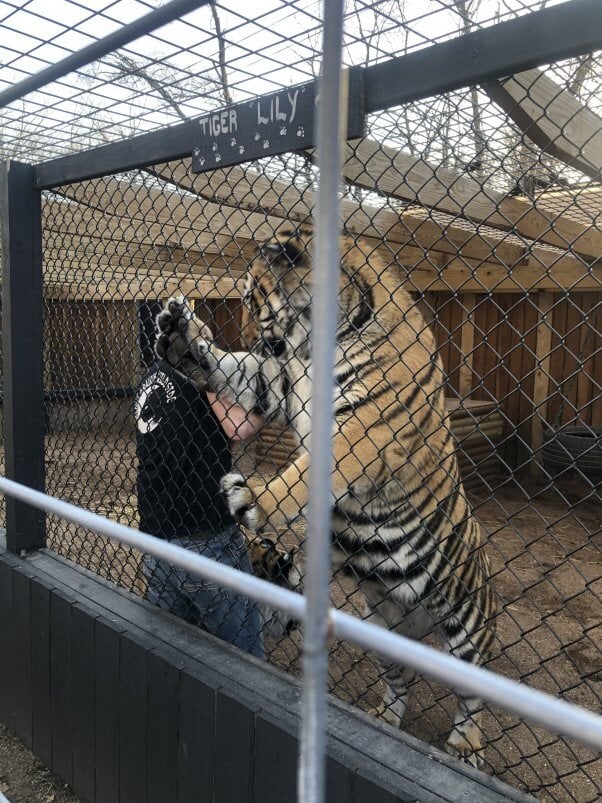 Walnut Prairie Zoo Owner Hit With License Suspension | PETA