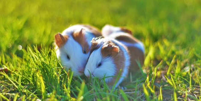 Win! Nestlé Partner AGV Products Ends Animal Tests, Thanks to PETA