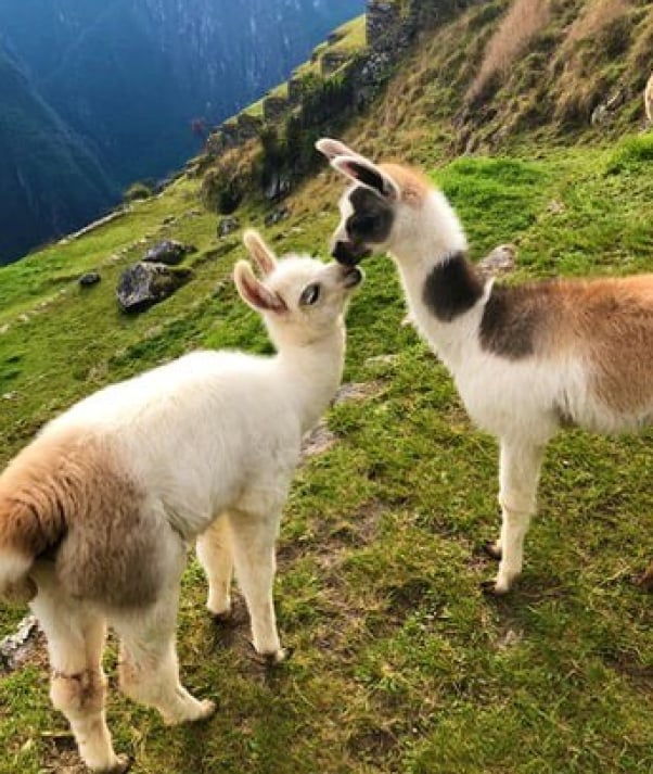 Two llamas kiss on mountain