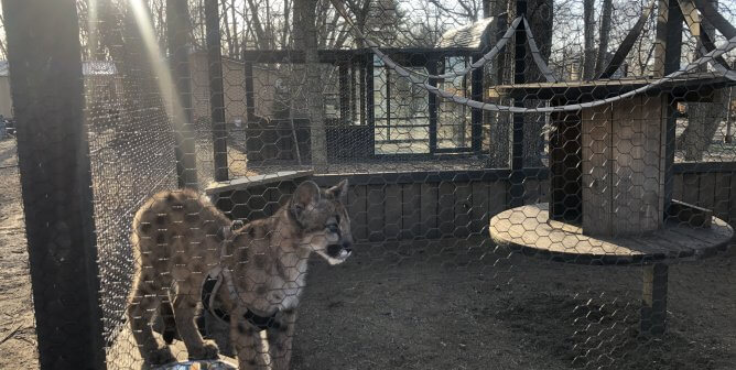 walnut prairie wildside cougar cub