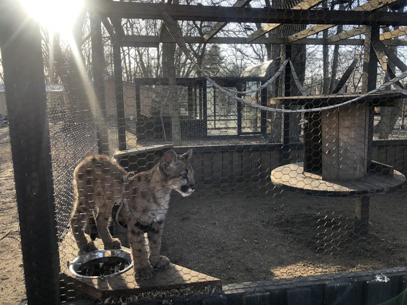 walnut prairie wildside cougar cub